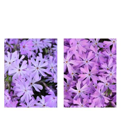 Phlox in Bestform 2tlg.