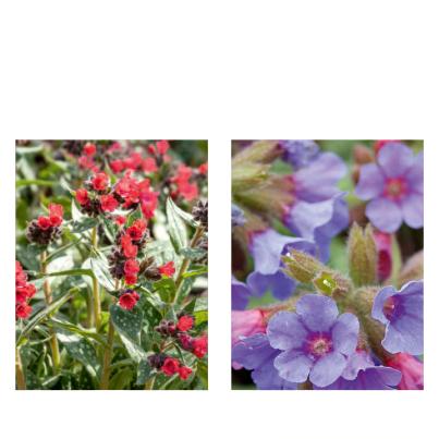 Die Frühblüher 2tlg.