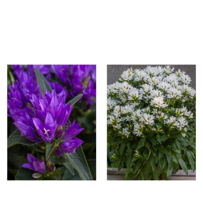 Farbenfrohe Glockenblumen 2tlg