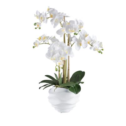 XXL-Orchidee weiß 70cm