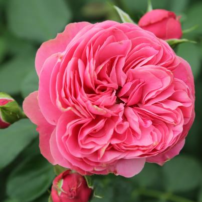 Edelrose rot Leonardo da Vinci