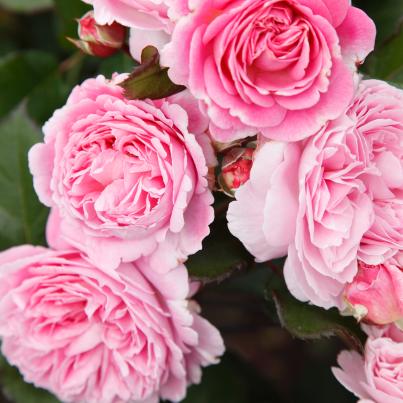 Parfuma Rose Marie Henriette