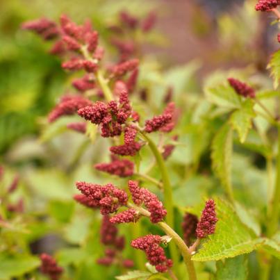 Prachtspiere rot