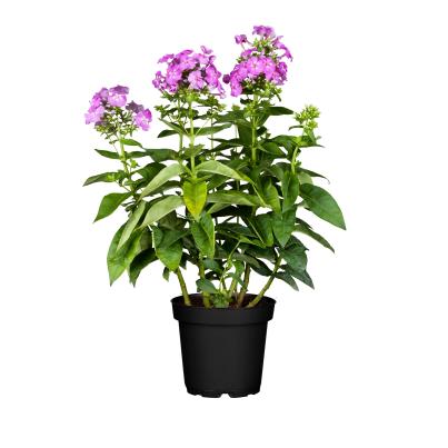 Hoher Staudenphlox pink