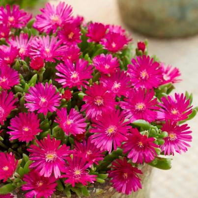 Mittagsblume 3er Set