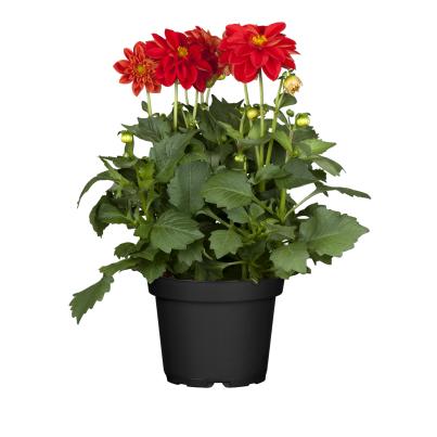 Dahlia dunkellaubig