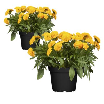 Großblumiges Mädchenauge 2er