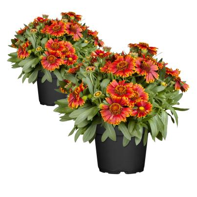 Großblumige Kokardenblume 2er
