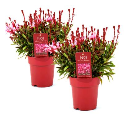 Prachtkerze pink 2er Set