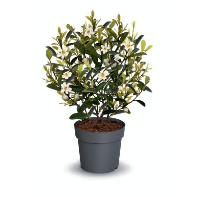 Magnolie miniatura