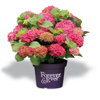 Bauernhortensie forever&ever