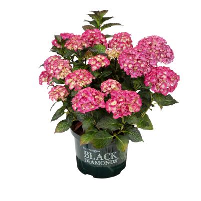 Bauernhortensie Black Diamond