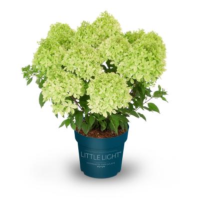 Rispenhortensie little light