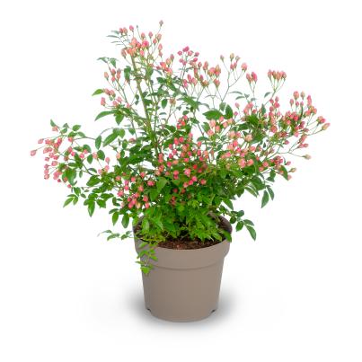 Knoppi-Rose rosa
