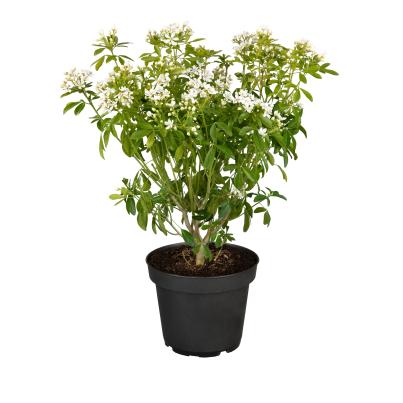 Orangenblumen