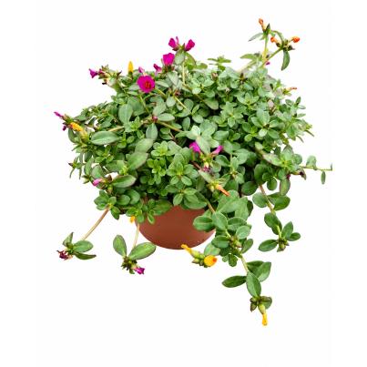 Portulakröschen trio