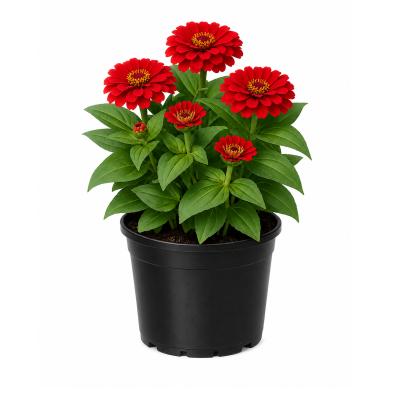 Zinnie rot