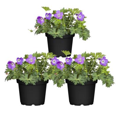 Storschnabel Rozanne 3er Set