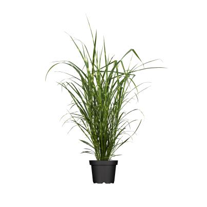Zebragras T23