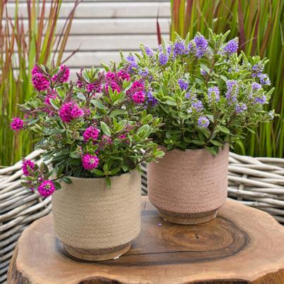 Hebe All Blooms 2er Set