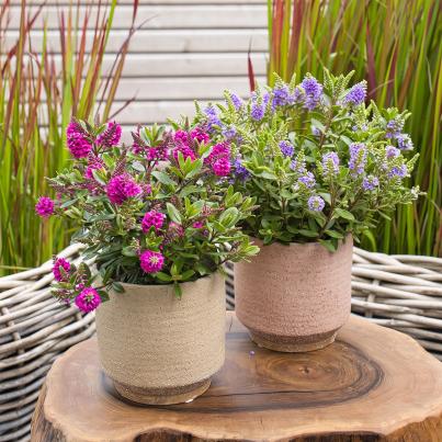 Hebe All Blooms 2er Set