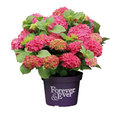 Bauernhortensie forever&ever