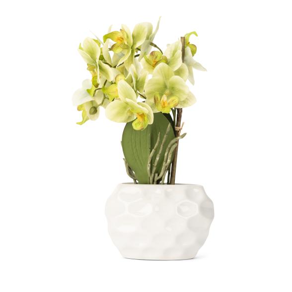 Orchidee grün 38cm im Keramiktopf - 106784200000 - 1 - 588px
