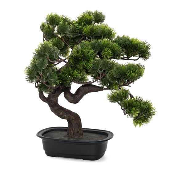 Bonsai Kiefer ca. 40x40cm - 111360700000 - 1 - 588px