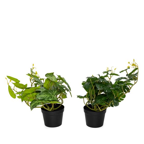 Set Splitphilodendron Hänger und Alocasia Hänger - 111360900000 - 1 - 588px