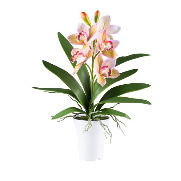 Cymbidie im Topf grünrosa - 111361500000 - 1 - 588px