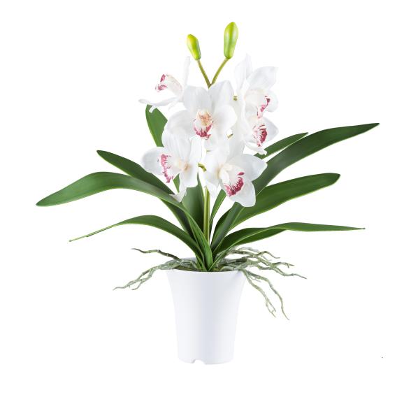 Cymbidie im Topf weiß - 111361600000 - 1 - 588px