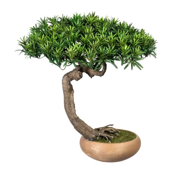 Bonsai Podocarpus Shankan 60x50cm - 111498700000 - 1 - 588px