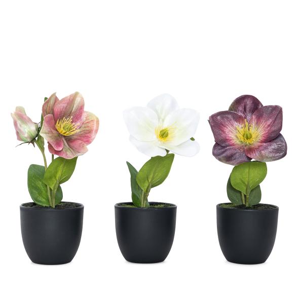 Christrosen 3er Set 19cm - 111572600000 - 1 - 588px