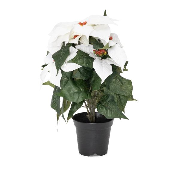 Poinsettie im Topf 37cm weiß - 111573900000 - 1 - 588px