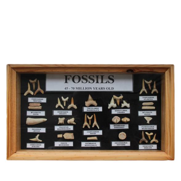 Darimana Fossiliensammlung - 112355000000 - 1 - 588px