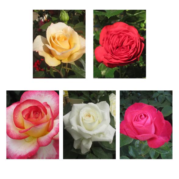 Edelrosen Klassiker Set 5tlg - 112838400000 - 1 - 588px