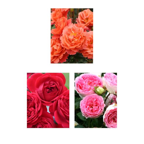 Beetrosen Trio Farbenpacht - 112838700000 - 1 - 588px