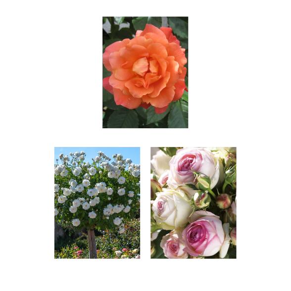 Strauchrosen Klassiker 3er Set - 112839100000 - 1 - 588px