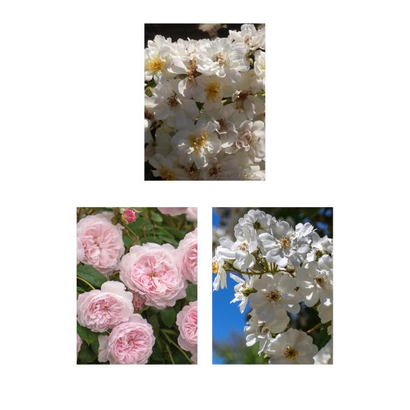 Romantische Rambler Rosenbögen 2er Set - 112839800000 - 1 - 588px