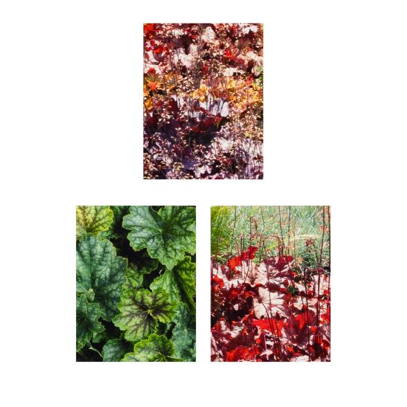 Stauden Purpurglöckchen Trio - 112840000000 - 1 - 588px