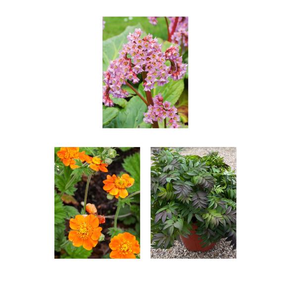 Stauden Frühblüherset 3tlg. - 112840100000 - 1 - 588px