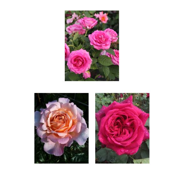 Parfuma-Rosen Set 3tlg. - 112841900000 - 1 - 588px