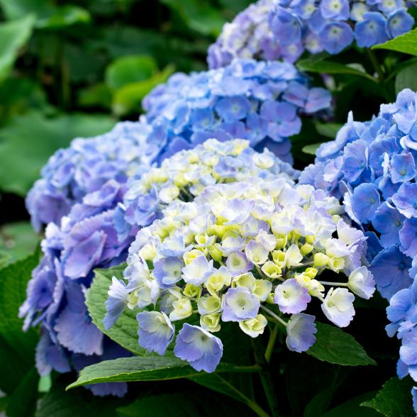 Bauernhortensie'Diva  Fiore' - 112921100000 - 1 - 588px