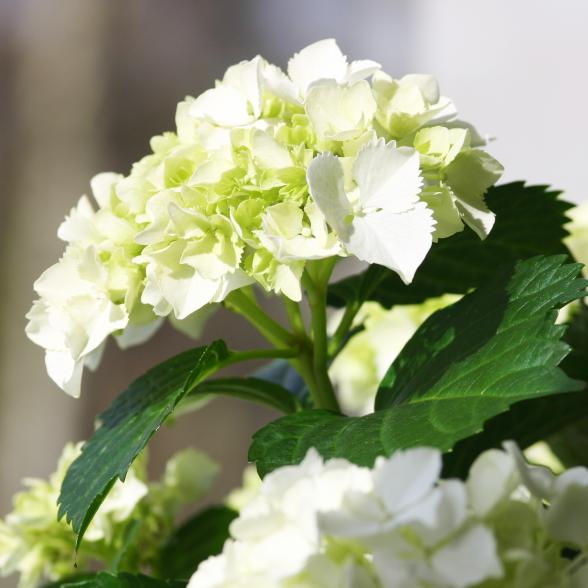 Bauernhortensie weiß C5 - 112921200000 - 1 - 588px