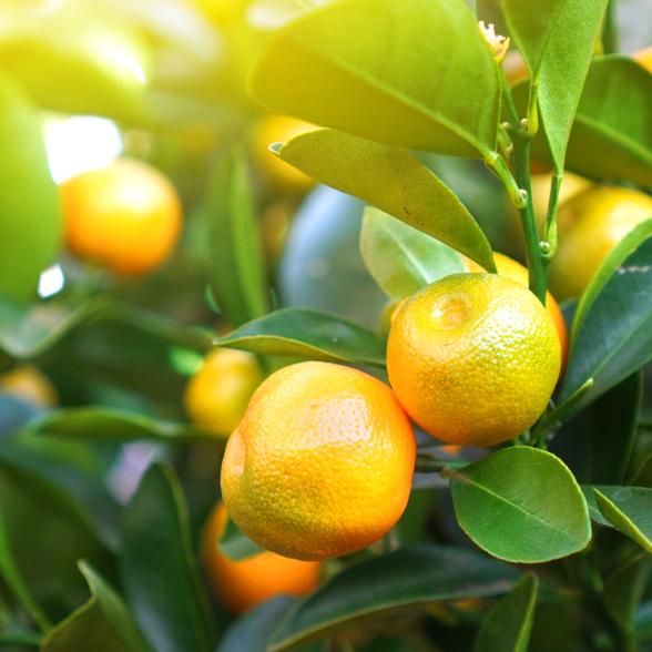 Zitrus Mix Spalier T15 40cm - 112921900000 - 1 - 588px