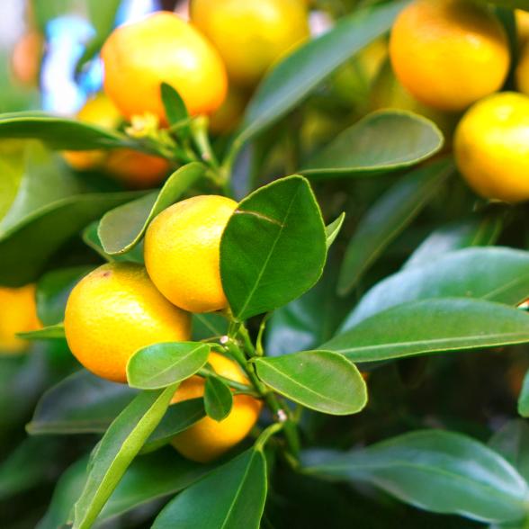 Zitrus Mix Stamm T15 40cm - 112922000000 - 1 - 588px