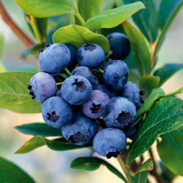 Heidelbeer Busch Goldtraube - 112922600000 - 1 - 588px