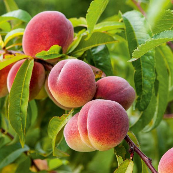 Pfirsich Säule Aroma Spur - 112922700000 - 1 - 588px