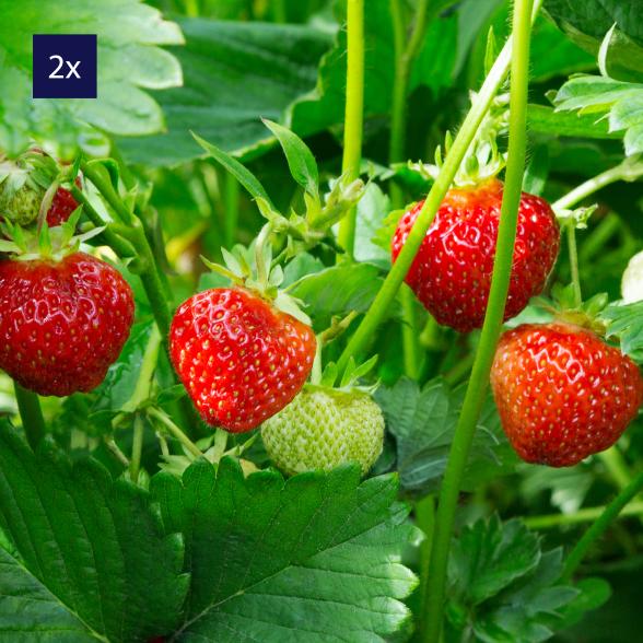 Erdbeere Elan 2er Set - 112997500000 - 1 - 588px