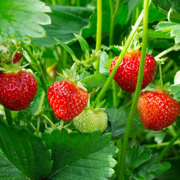 Erdbeere Elan 2er Set - 112997500000 - 1 - 588px